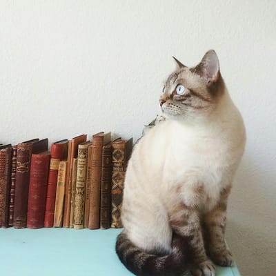 Sebastián Toro avatar